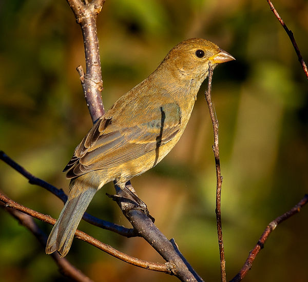 Indigo Bunting female (Passerina cyanea) Indigo Bunting female