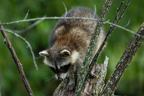 Raccoon (Procyon lotor)...