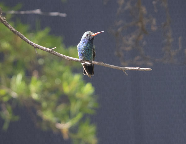 Broad-billed Hummingbird...