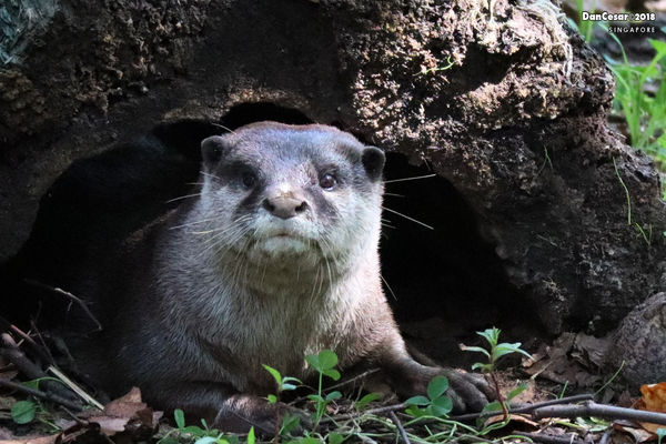 Asian Small Clawed Otter...