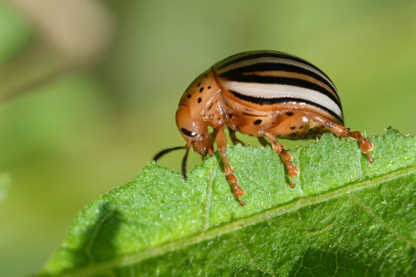 False Potato Beetle...