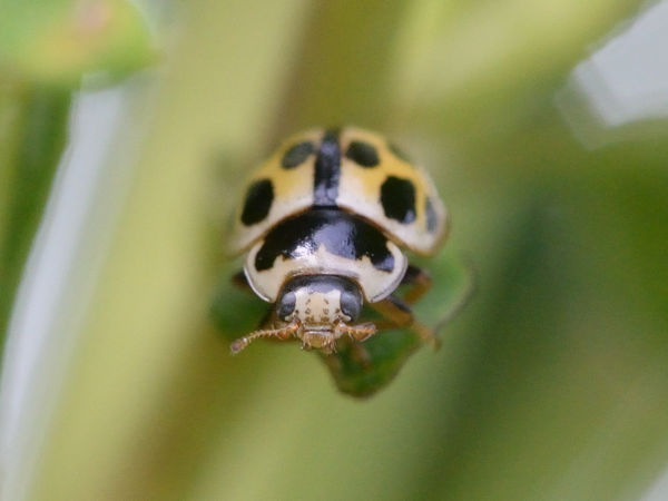 Fourteen Spot Ladybug...