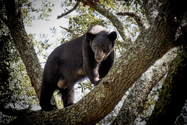 Mama bear in neighbors tree...