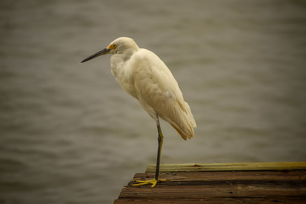 White Egret fishing from the end of our dock...