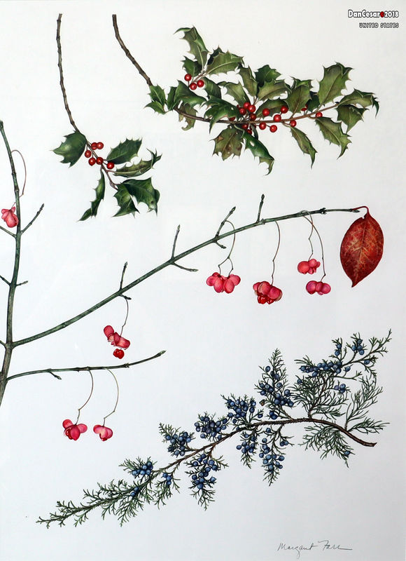 "Eastern Woodland Berries: American Holly, Eastern...