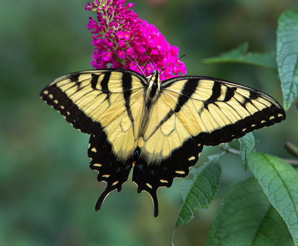 Yellow Swallowtail on butterfly bush...