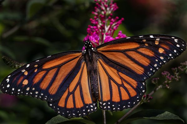 Monarch on butterfly bush...