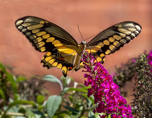 Giant Swallowtail on butterfly bush...