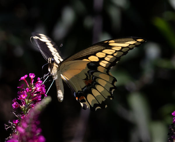 back-lit Giant Swallowtail on butterfly bush...