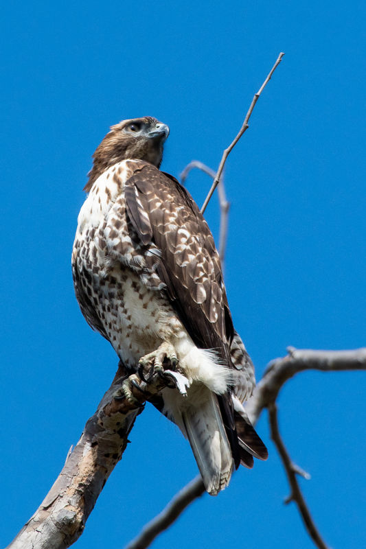 Hawk (Immature Red-Tailed?)...
