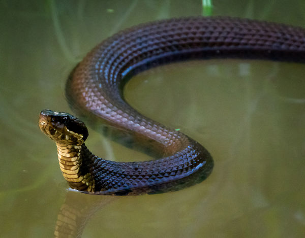 Northern Cottonmouth - aka Water Moccasin...