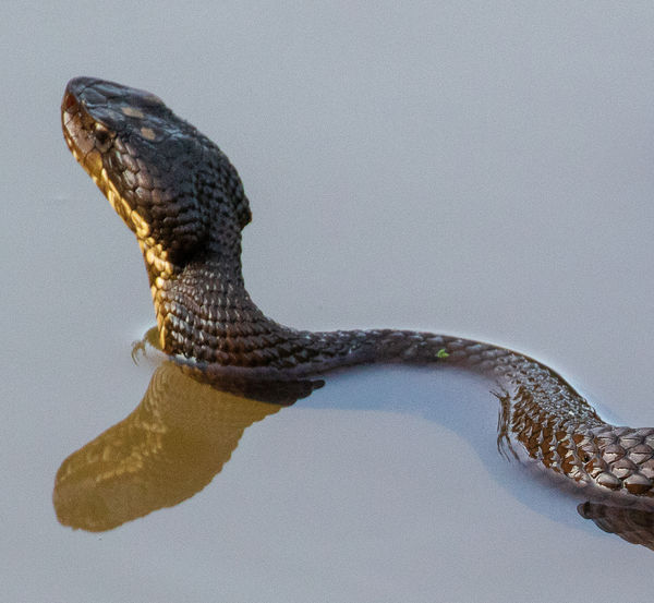 Northern Cottonmouth - aka Water Moccasin...