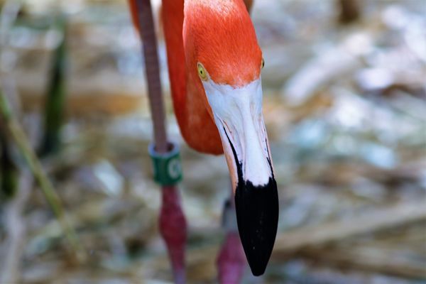 flamingo beak...