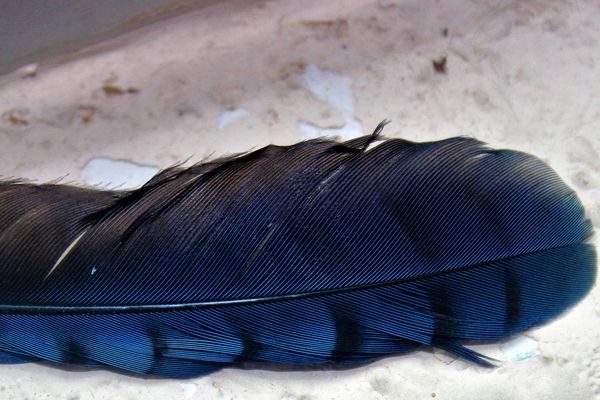 feather from a Stellar's Jay...