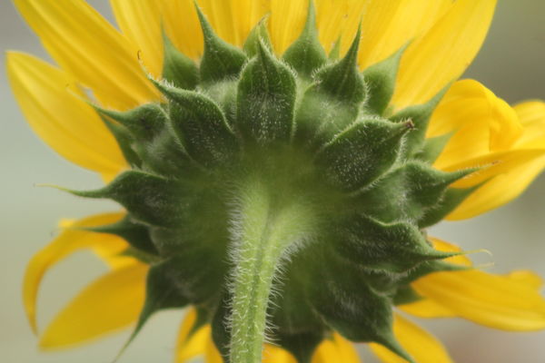 sunflower from the back...