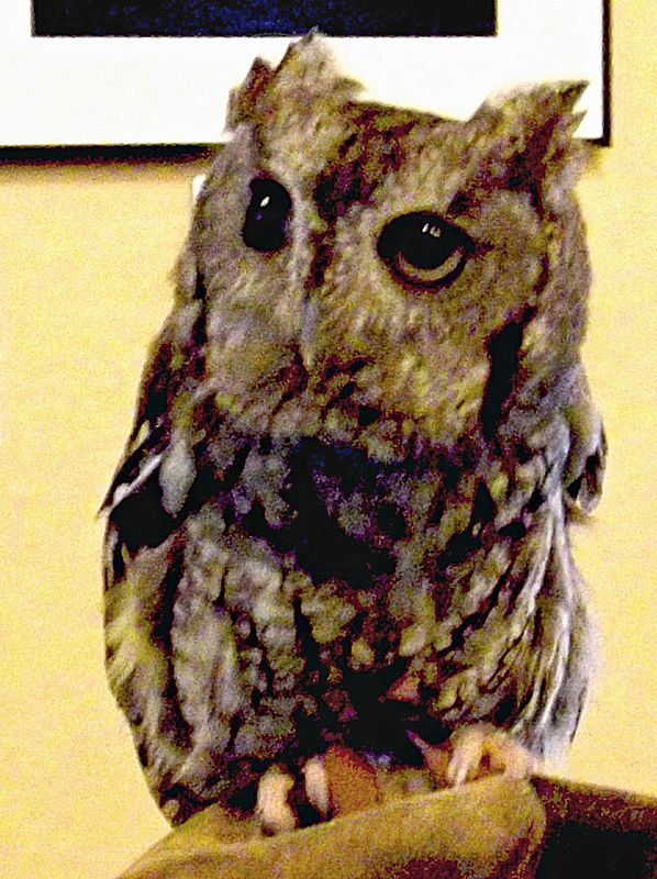 screech owl at nature center event...