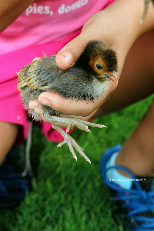 Baby chick held by my Granddaughter...