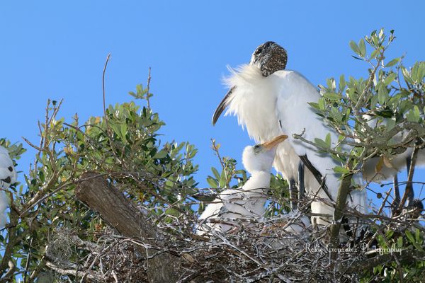 Woodstork nest in my area...