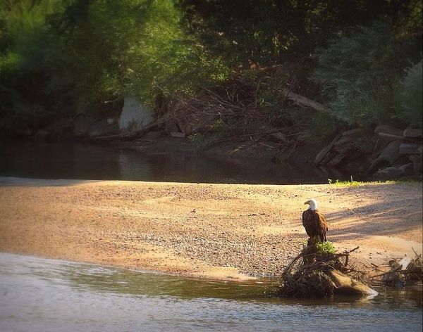 An eagle looking for fish...