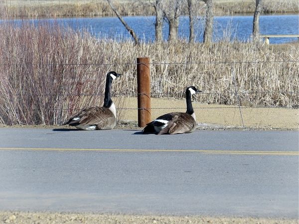 Canada Geese warming their booties on the warm roa...