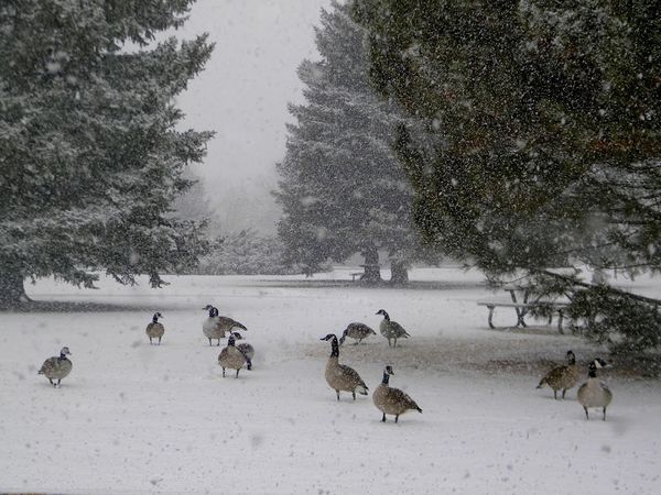 Geese in the snow...