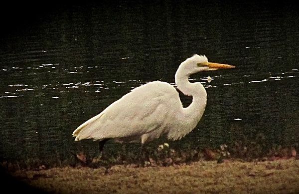 Think this is a white heron-unusual around here!...