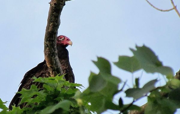 posing for a beauty contest-Turkey Vulture...