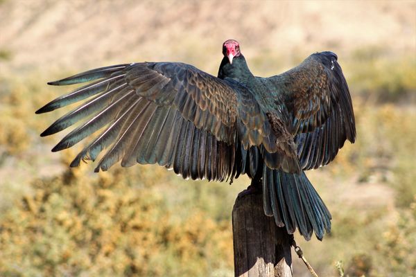 Turkey vulture recharging his solar batteries...