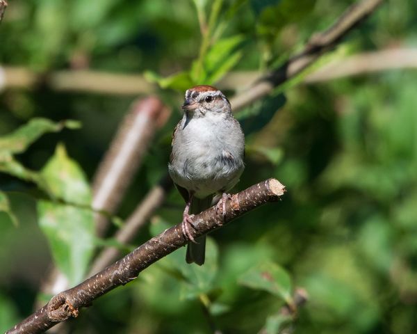 Chipping sparrow...