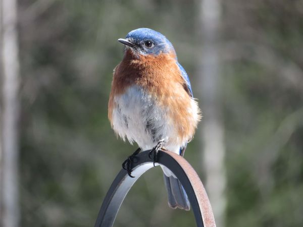 Eastern Bluebird - a rare sight...
