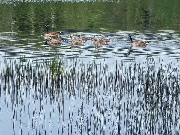 Canada geese, Pemaquid Lake, Maine...