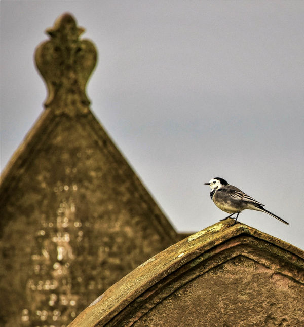 A bird perched on a headstone in the St. Magnus ki...