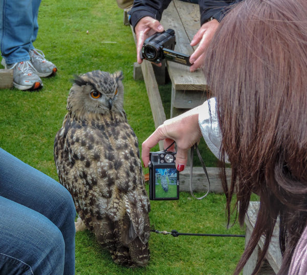 Eagle owl, Dunrobin...