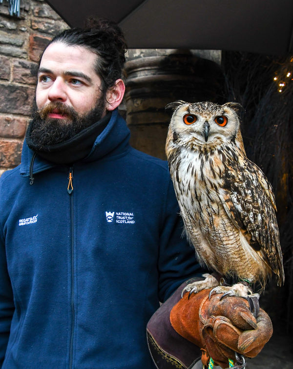 Another Eagle Owl, Edinburgh...