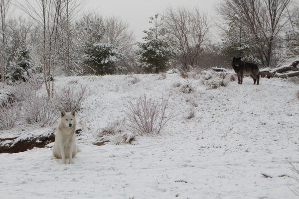 The white wolf is the female and black is male.  I...