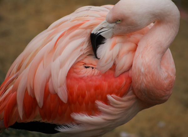 Flamingo - do they have black skin?...