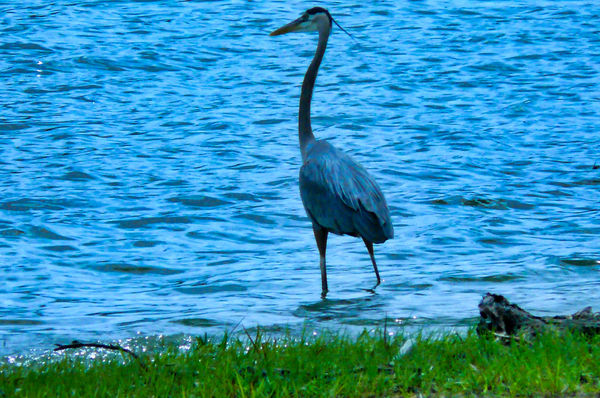 Great Blue Heron at Lake Greeson...