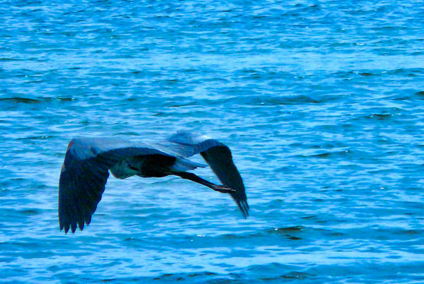 Same great Blue after take off....