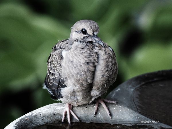 Young mourning dove...