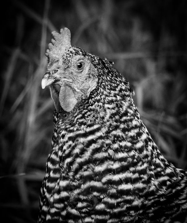 Chicken portrait...