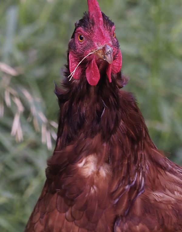 Another chicken portrait...