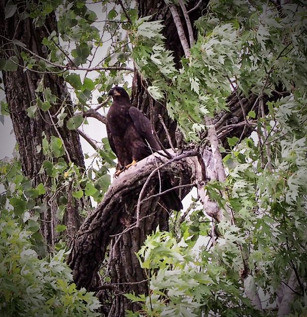 Second eagle in a nearby tree...