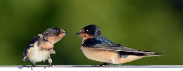 Barn Swallows, Birds on a hot tin roof....