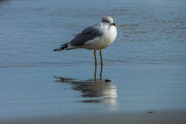 Seagull at the beach...