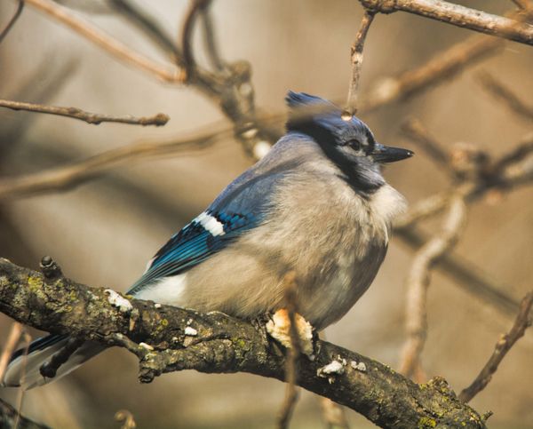 Blue Jay on a really cold day....