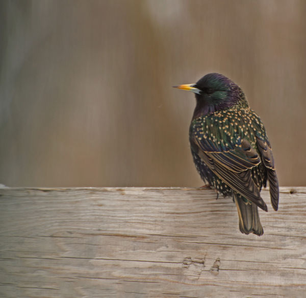 I love the colors of a Starling, but they're pesky...