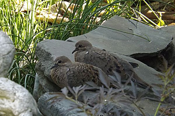 mourning doves by our front porch...