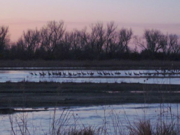 Sandhill Cranes in the Platte River...