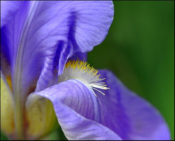 Closeup of Iris Stamen...