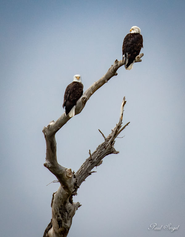 Bald eagles.  These two were way far away so.........